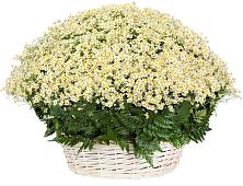 Цветочная композиция из Ромашки в корзине #REPLACE_PRED# Нижний Ингаш